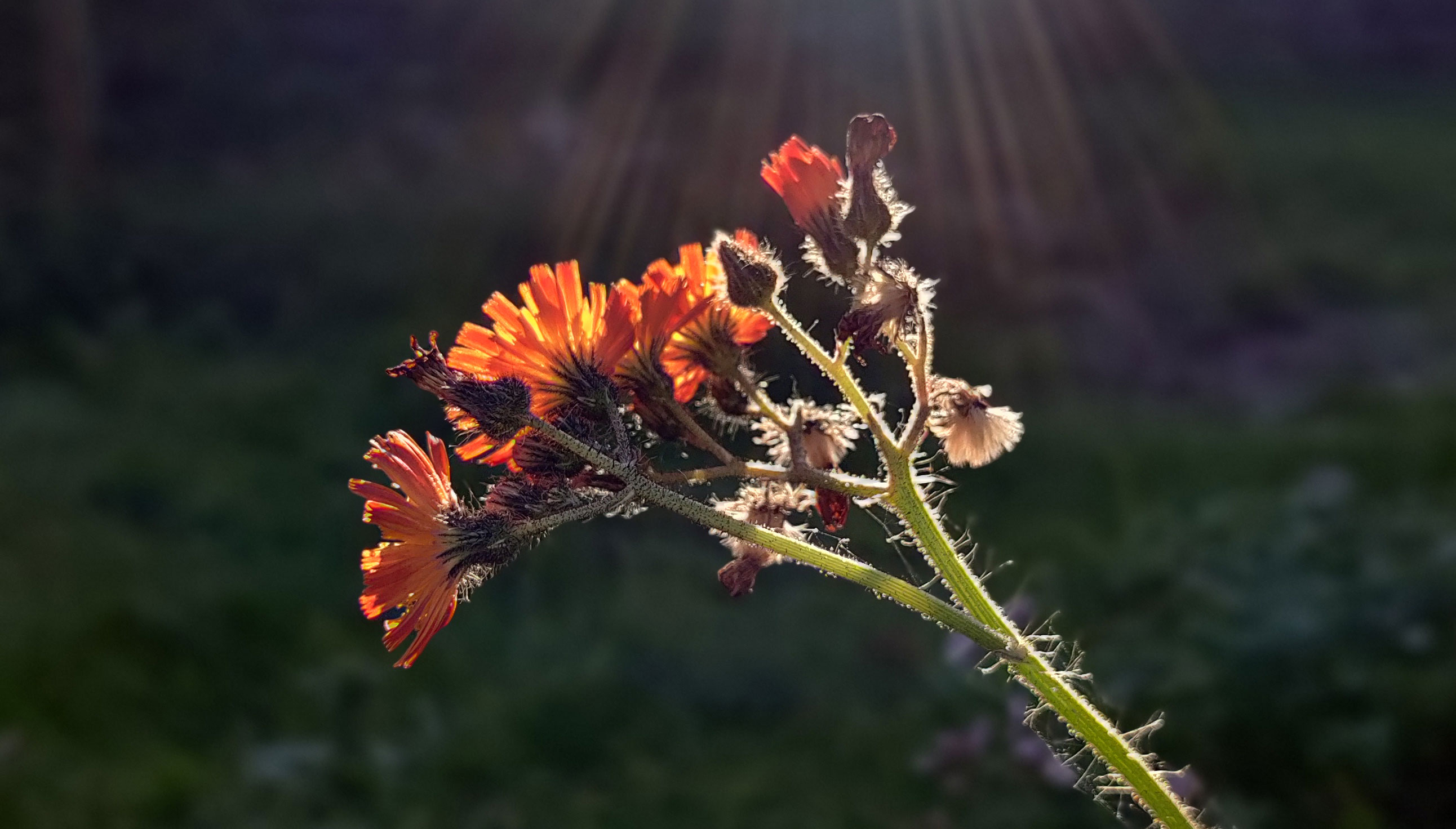 Blomst i solskin