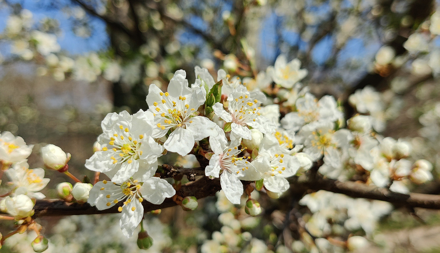 Mirabelle i blomst